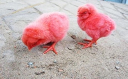 Cảnh giác trước thủ đoạn bán “gà lông nhung”