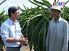 Giải pháp thay thế bóng đèn dây tóc sang loại đèn cao tóc trong việc xứ lý thanh long mùa nghịch.
