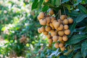 Loại quả mọng nước đang vào mùa ở Việt Nam, được ví như “thuốc bổ” cho sức khỏe