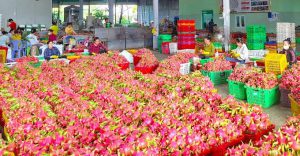 Chưa được cấp chứng thư xuất khẩu: Hàng trăm tấn thanh long phải bán tháo, đổ bỏ