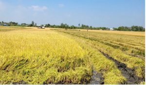 Giá lúa cuối vụ Hè thu lao dốc, nông dân Đồng Tháp khốn khó