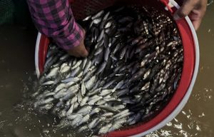 Mùa nước nổi “Nước tràn đồng – cá đầy ghe”