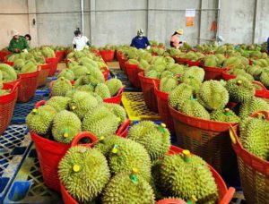 Chính thức có quy trình kiểm soát an toàn thực phẩm với sầu riêng tươi xuất khẩu